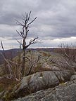 Lone tree up top